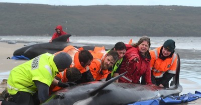 La Nación / Lanzan difícil operación para rescatar a 180 ballenas varadas en Australia