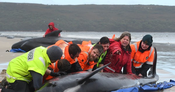 La Nación / Lanzan difícil operación para rescatar a 180 ballenas varadas en Australia