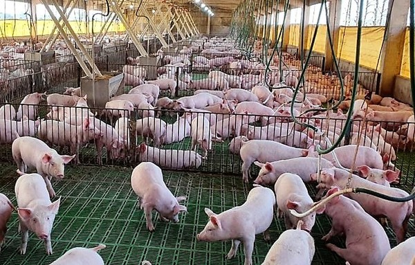 Precios de la carne de cerdo están por el suelo y claman al gobierno abrir el mercado de Taiwán - La Mira Digital
