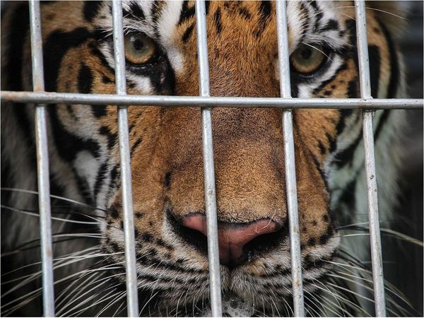 Animales salvajes dejan de temer a sus depredadores tras vivir cautivos