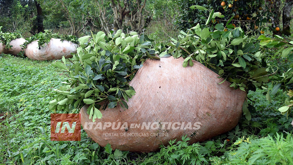 ITAPÚA EXPORTA YERBA MATE MBOROVIRÉ A ESTADOS UNIDOS