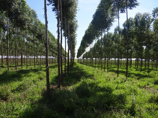 PARAGUAY EXPORTARÁ MADERA DE PLANTACIONES FORESTALES PROVENIENTES DE ESPECIES EXÓTICAS
