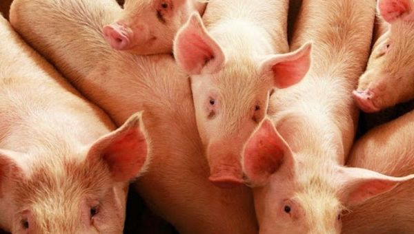 Sector porcino pide por Taiwán: “Existe un excedente de carne de altísima calidad que necesitamos exportar”