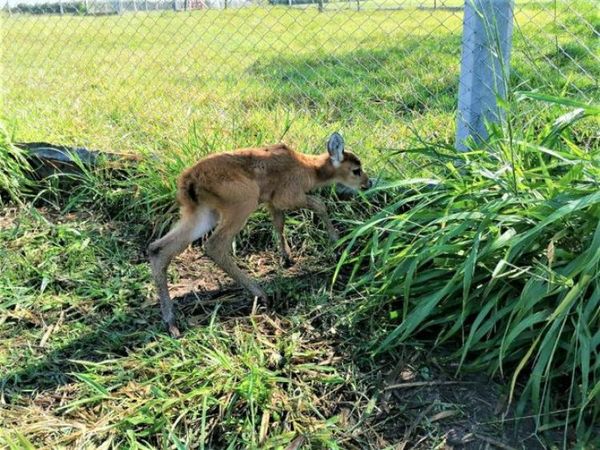 Un ciervo de los pantanos nació en cautiverio en el refugio Atinguy de Misiones