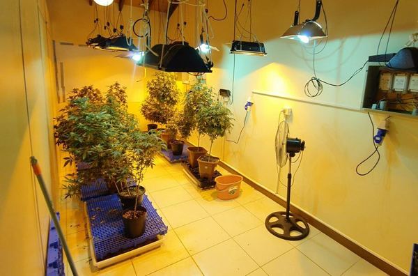 Senad encontró laboratorios de "marihuana vip" - Judiciales.net