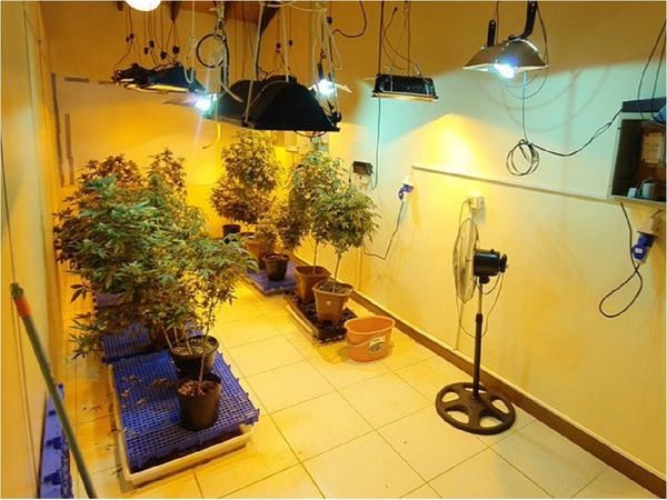 Gran operativo para desbaratar red de producción de "marihuana vip"