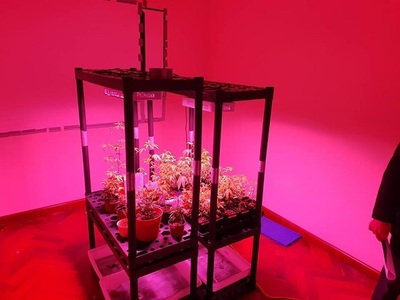 Desmantelan red de laboratorios de "marihuana VIP"