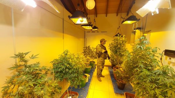 Operación Gorilla Glue: Desmantelan red de distribución de "Marihuana VIP"