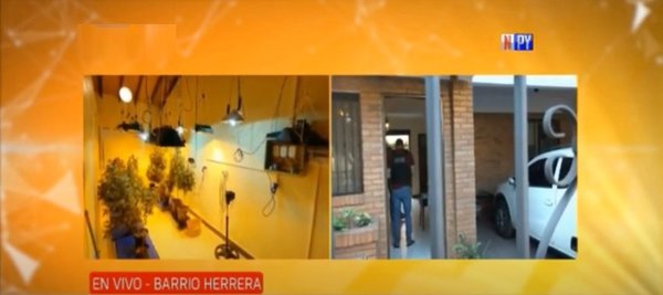 Desbaratan banda de producción de marihuana de alta calidad | Noticias Paraguay