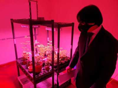 Desbaratan laboratorios de producción de “marihuana vip”