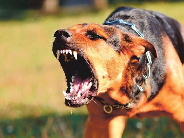 Terrible: perro atacó a niño y le arrancó la oreja