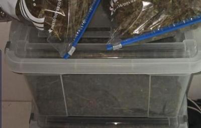 Operación Monkey Glue desarticula red que producía marihuana VIP