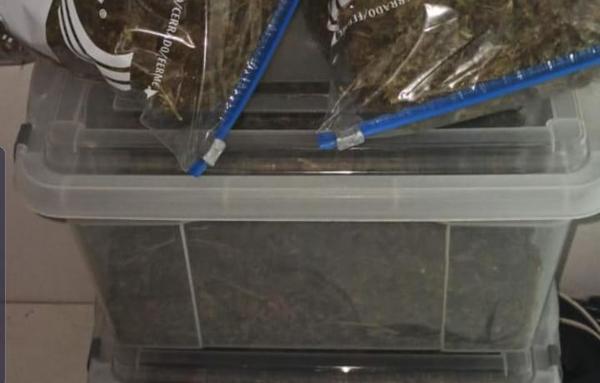 Operación Monkey Glue desarticula red que producía marihuana VIP