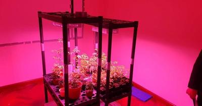 SENAD desmantela red que producía marihuana de alto costo