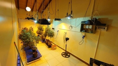 HOY / “Marihuana vip”: fusionaban subvariedades para obtener híbridos, explicó especialista