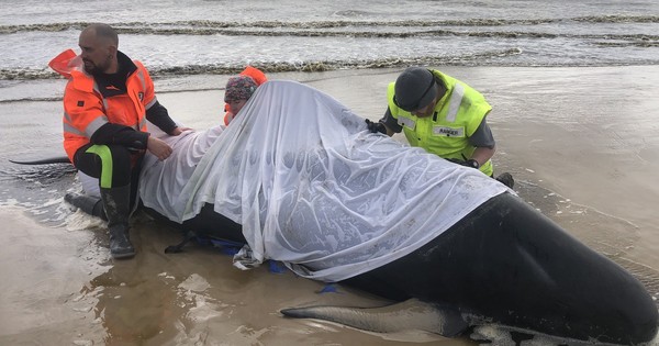 La Nación / Salvaron 50 ballenas, pero murieron 380 de las 460 varadas en Australia