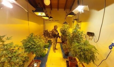 12 allanamientos en simultáneo para desbaratar laboratorios de “marihuana VIP”