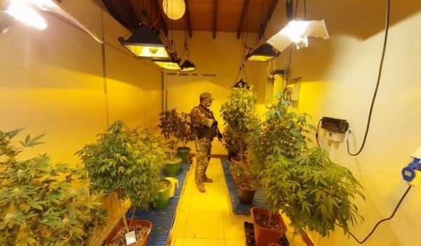 12 allanamientos en simultáneo para desbaratar laboratorios de “marihuana VIP”