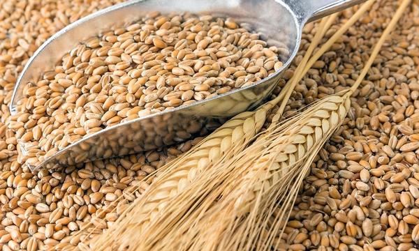 Fuerte caída de exportaciones de trigo