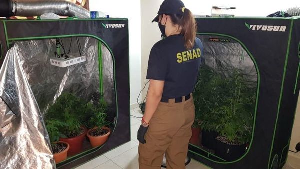 Desbaratan laboratorios de marihuana "Vip" - Noticiero Paraguay