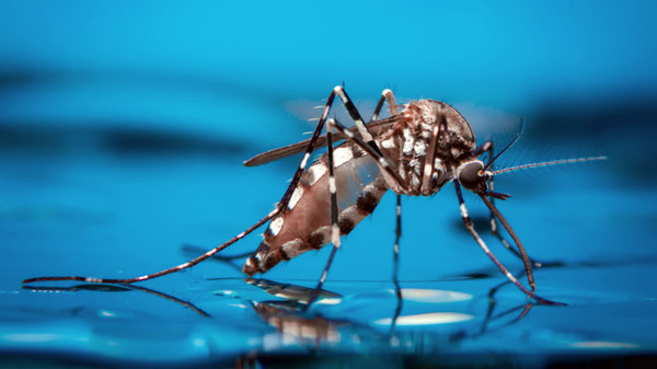 ¿Podría el dengue dar inmunidad contra el covid-19?