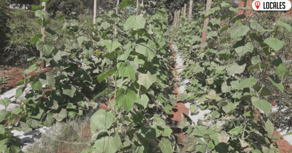 Joven Mirandense encuentra “oxígeno” económico en la horticultura