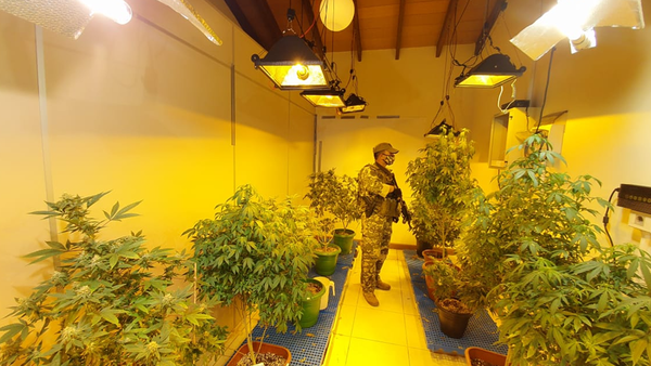 “Marihuana Vip”: Gran operativo de la SENAD desbarata laboratorios clandestinos en Asunción y Fernando de la Mora