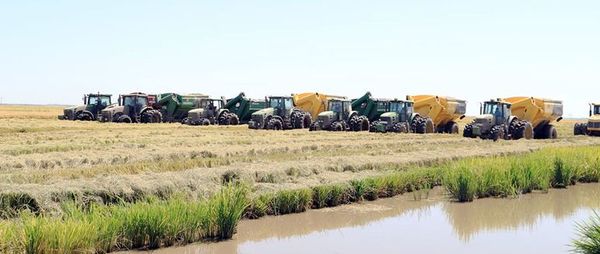 A PESAR DE ADVERSIDADES, CRECE PRODUCCIÓN DE ARROZ