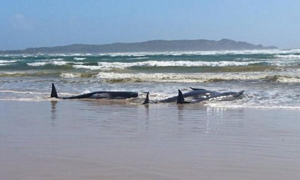 Más de 400 ballenas piloto mueren al quedar varadas en las costas de Australia – Prensa 5