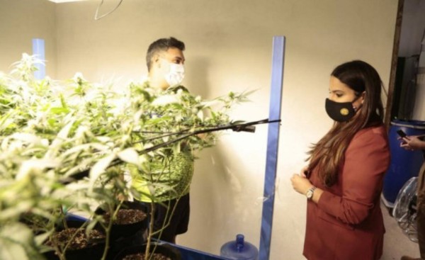 Operativo “Gorilla Glue” con 12 detenidos y “marihuana vip” incautada