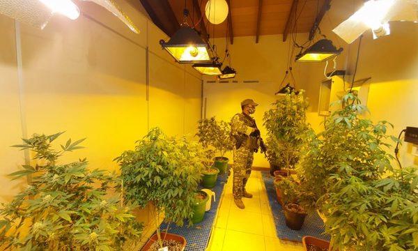 Desmantelan laboratorios de producción de “marihuana vip”