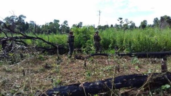 Denuncian que niños y adolescentes indígenas son raptados por narcos para trabajos en plantaciones