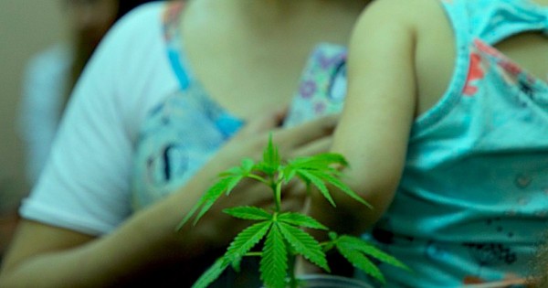 La Nación / Organización Mamá Cultiva pide no ser asociada a esquema de plantación de "droga vip”