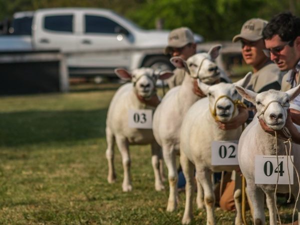 El viernes se comercializan ovinos Hampshire Down y Texel con genética de exposición