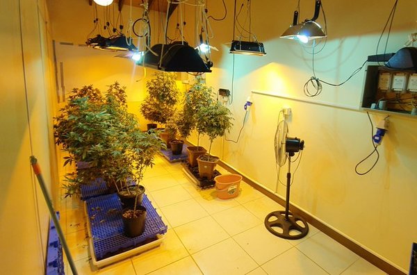 Desbaratan banda que producía marihuana VIP