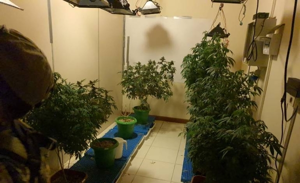 HOY / Mamá Cultiva se desliga de grupo que producía "marihuana VIP": "No somos criminales"