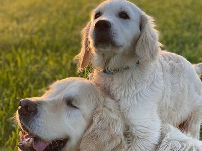 Un cachorro se convierte en el lazarillo de un perro adulto que perdió la vista