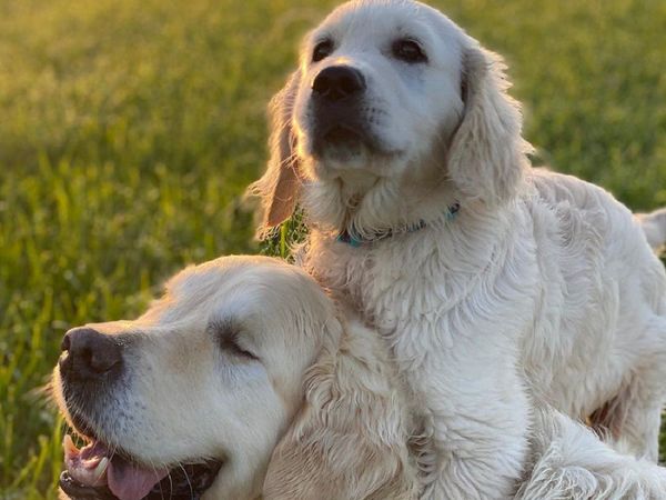 Un cachorro se convierte en el lazarillo de un perro adulto que perdió la vista
