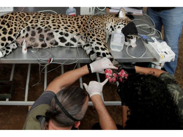 Brasil moviliza a Fuerza Nacional para ayudar en Pantanal