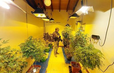 Desbaratan red que producía marihuana en invernaderos de Asunción y Central - Nacionales - ABC Color