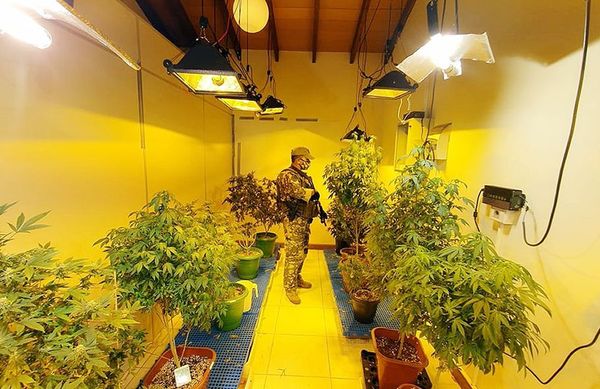 Desbaratan red que producía marihuana en invernaderos de Asunción y Central - Nacionales - ABC Color