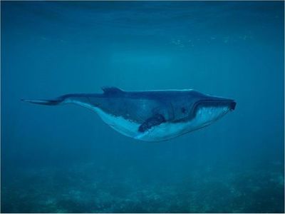 Ballena de Cuvier rompe récords con inmersión de casi cuatro horas