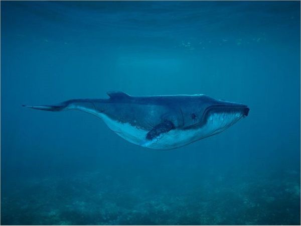 Ballena de Cuvier rompe récords con inmersión de casi cuatro horas
