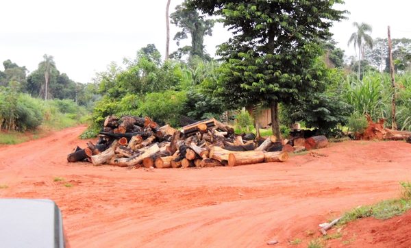 Prósperas industrias madereras se nutren impunes con árboles de valor inestimable depredados por invasores - La Mira Digital