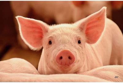 Cámara de Carnes solicita a Taiwán apertura para carne porcina, avícola y menudencias bovinas