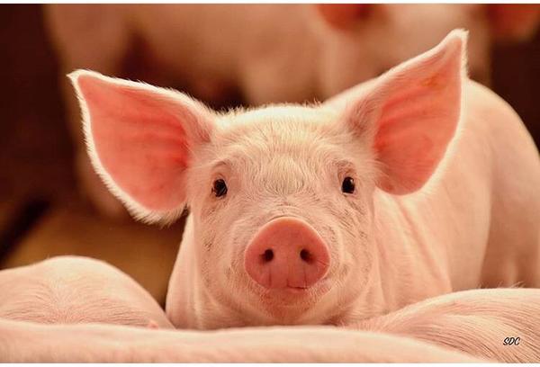 Cámara de Carnes solicita a Taiwán apertura para carne porcina, avícola y menudencias bovinas