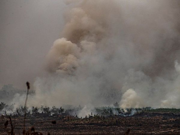 Por qué el Pantanal sufre los peores incendios de las últimas décadas