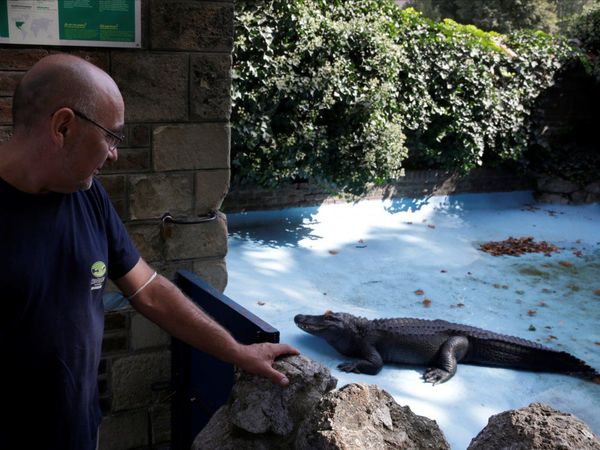 El aligátor más viejo del mundo vive en el zoológico de Belgrado