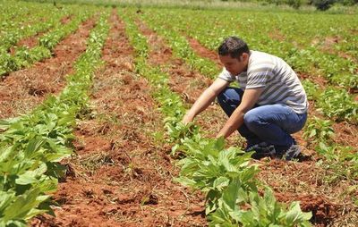 Preocupa el desarrollo agrario en Misiones - Nacionales - ABC Color
