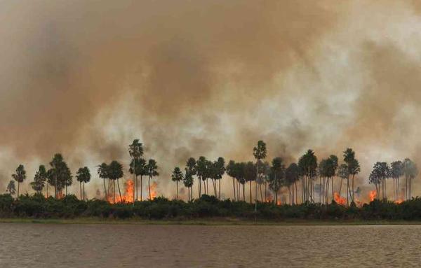 Trágicos incendios en el Pantanal brasileño ya consumieron un 12% del territorio